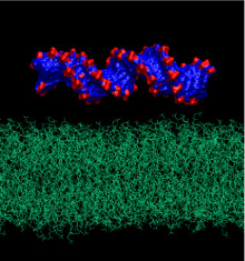 Computer modeling of DNA adsorption on a lipid bilayer consisting of phosphatidylcholine molecules (28.06.2016)