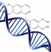 Investigation of the interaction of DNA with synthetic derivatives of papaverine (27.10.15)